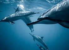 开云官方直播-千万别有事！姆巴佩禁区内倒地，缓了一会后继续比赛